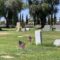 Mesa Cemetery flags 2023